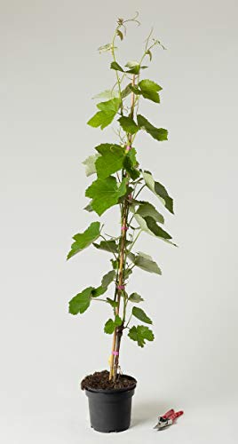 Tafeltraube Weintraube Erdbeertraube - Vitis Erdbeertraube 60-100 cm hoch - Garten von Ehren von Garten von Ehren