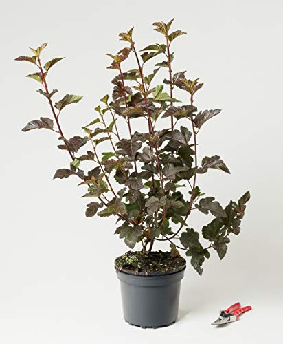 Teufelsstrauch oder Rote Fasanenspiere - Physocarpus opulifolius Diabolo 60-100 cm hoch - Garten von Ehren von Garten von Ehren