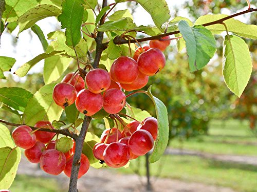 Zierapfel 'Red Sentinel' - Blüte weiß & rosa - Malus Red Sentinel - Containerware, 100-150 cm - Garten von Ehren® von Garten von Ehren