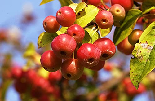 Zierapfel Red Sentinel - Malus Red Sentinel 100-150 cm hoch - Garten von Ehren von Garten von Ehren