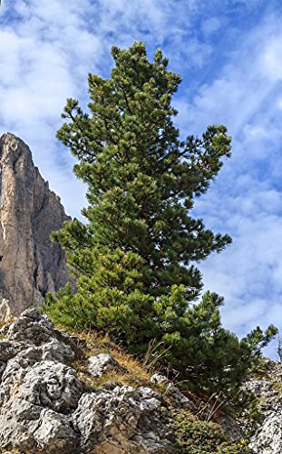 Zirbelkiefer 30-40cm - Pinus cembra von Garten von Ehren