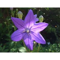 Ballonblume | Blau, Platycodon Grandiflorus 30 Samen Ballonblume | Blau, Platycodon Grandiflorus 30 Samen von GartenDerSonne