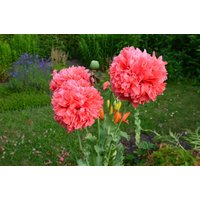 Gefüllter Rosa Mohn 100 + Samen Gefüllter Rosa Mohn 100 + Samen von GartenDerSonne