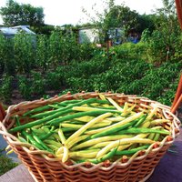 Grüne Und Gelbe Bohnen, Buschbohnen 30+30 Samen Grüne Und Gelbe Bohnen, Buschbohnen 30+30 Samen von GartenDerSonne