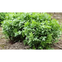 Liebstöckel, Magikraut, Levisticum Officinale 30+ Samen Aus Eigenem Anbau von GartenDerSonne