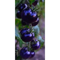 Schwarze Indigo Tomaten Saatgut, Lycopin Haltig Aus Eigenanbau von GartenDerSonne