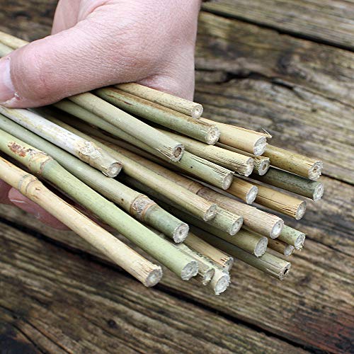 25 Bambusstäbe - Tonkinstäbe 105 cm lang/ 8-10 mm dick von Native Plants