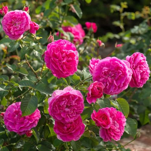 England's Rose ® Auslounge ® Englische Rose von Gartencenter Bartels