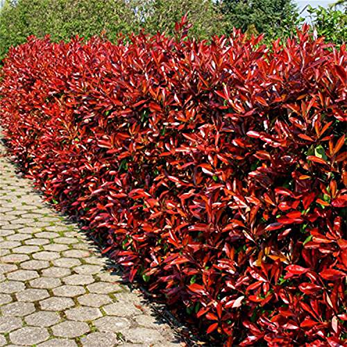 Glanzmispel Camilvy Containerpflanzen 40-60 cm Glanzmispel Camilvy Containerpflanzen 40-60 cm von Gartencenter Bartels