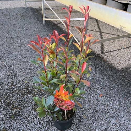 Glanzmispel Devil’s Dream ® Containerpflanzen 80-100 cm von Gartencenter Bartels