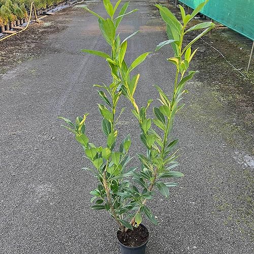 Kirschlorbeer Caucasica Containerpflanzen 100-120 cm von Gartencenter Bartels