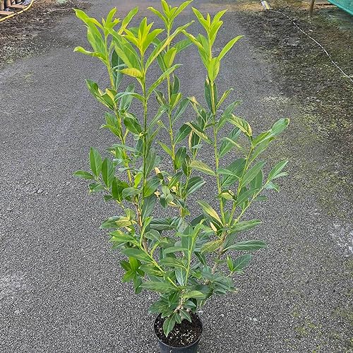 Kirschlorbeer Caucasica Containerpflanzen 120-140 cm von Gartencenter Bartels