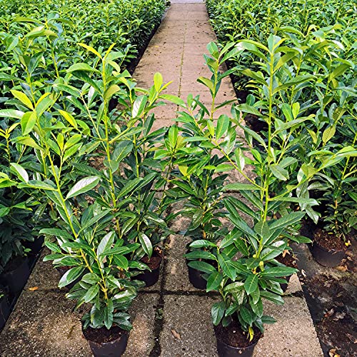 Kirschlorbeer Genolia ® Containerpflanzen 60-80 cm von Gartencenter Bartels