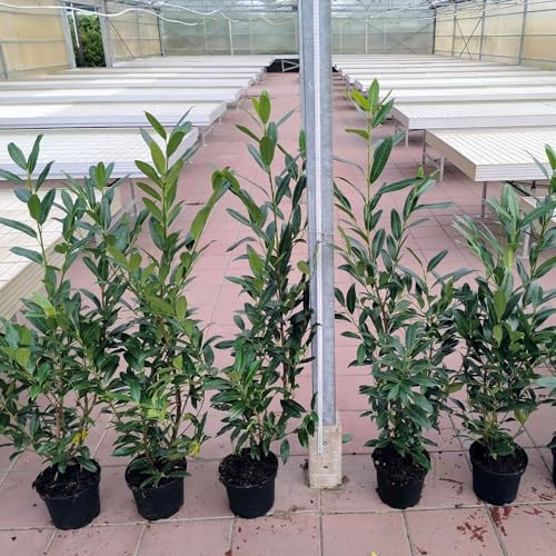 Kirschlorbeer Herbergii Containerpflanzen 100-120 cm von Gartencenter Bartels