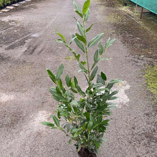 Kirschlorbeer Herbergii Containerpflanzen 120-140 cm von Gartencenter Bartels
