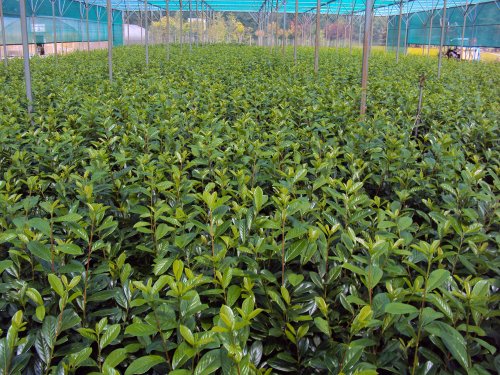 Kirschlorbeer Novita Containerpflanzen 100-120 cm von Gartencenter Bartels