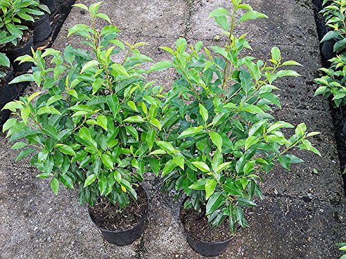 Portugiesischer Kirschlorbeer Containerpflanzen 40-60 cm von Gartencenter Bartels