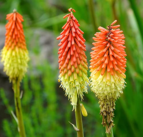 Fackellilie - Kniphofia Crown - Blume - Raketenblume - 50 Samen von Samen Schenker