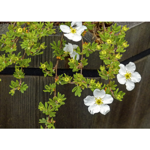Gartenkrone Fünffingerstrauch, Potentilla fruticosa »White Lady«, Blätter: grün, Blüten: weiß - weiss von Gartenkrone