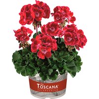 Gartenkrone Geranie, Pelargonium zonale »Hot Spot Kiss«, Blüte: rot, gefüllt von Gartenkrone