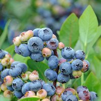 Gartenkrone Heidelbeere, Vaccinium corymbosum »Goldtraube«, Frucht: blau, zum Verzehr geeignet von Gartenkrone