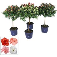 Gartenkrone Indische Azalee, Rhododendron Simsii »Hortinno«, mehrfarbig, Höhe: 60 - 80 cm - rosa von Gartenkrone
