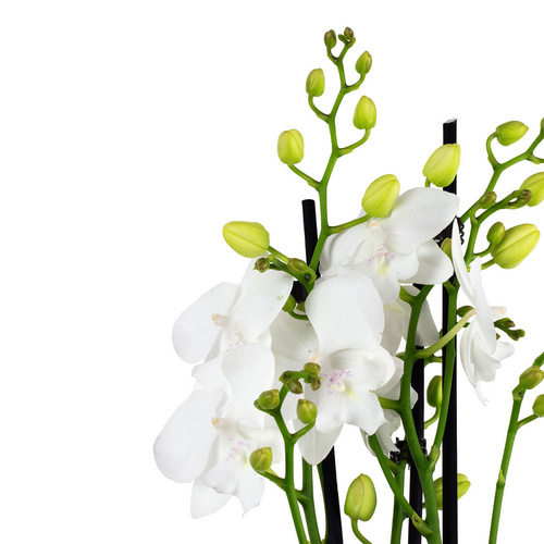 Gartenkrone Kleinblumige Schmetterlingsorchidee, Phalaenopsis hybride, Blüte: weiß, im Topf - weiss von Gartenkrone