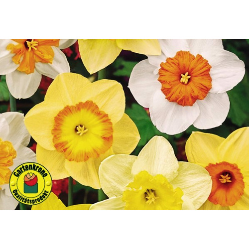 Gartenkrone Osterglocke, Narcissus hybriden, Blütenfarbe: gelb von Gartenkrone
