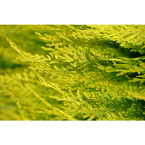 Gartenkrone Scheinzypresse, Chamaecyparis lawsoniana »Alumigold«, winterhart - gelb von Gartenkrone