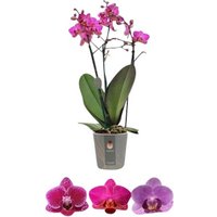Gartenkrone Schmetterlings-Orchidee, Phalaenopsis multiflora »Compactum«, Blüte: mehrfarbig - lila von Gartenkrone