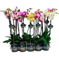Gartenkrone Schmetterlingsorchidee, Phalaenopsis Hybriden, Blüte: gemischt - bunt von Gartenkrone