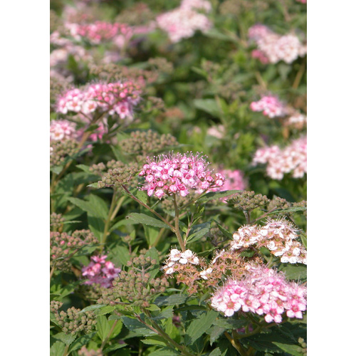 Gartenkrone Spierstrauch, Spiraea japonica »Little Princess«, Blätter: grün, Blüten: rosa/pink von Gartenkrone
