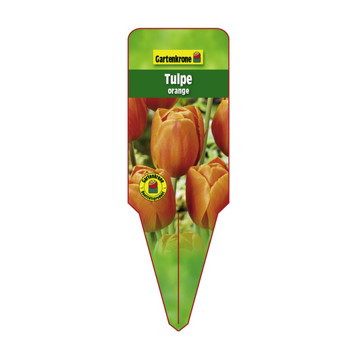 Gartenkrone Tulpe, Tulipa Hybriden, bis 20 cm - orange von Gartenkrone