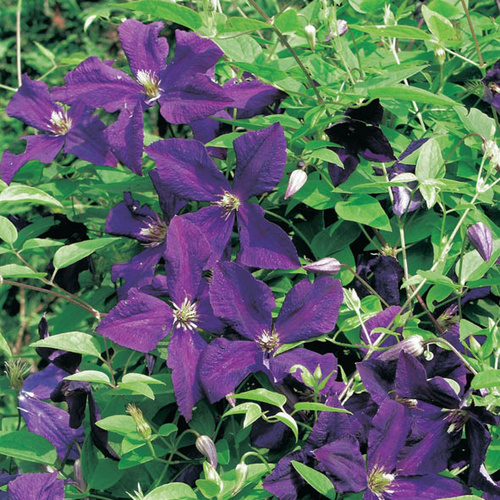 Gartenkrone Waldrebe, Clematis »Lila«, Blüte: violett von Gartenkrone