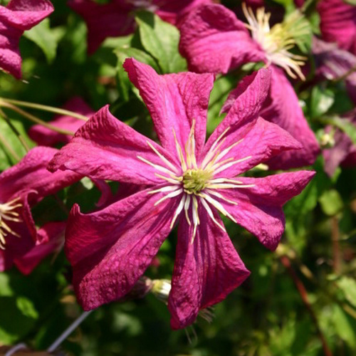 Gartenkrone Waldrebe, Clematis »Mme. Julia Correvon«, Blüte: rot von Gartenkrone