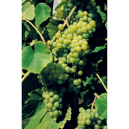 Gartenkrone Weinrebe, Vitis vinifera »Lakemont«, Blüte: creme, essbar - gruen von Gartenkrone