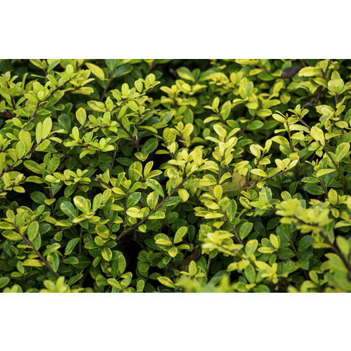 Gartenkrone Zwerg-Stechpalme, Ilex crenata »Golden Gem«, Blätter: gelb, Blüten: weiß von Gartenkrone