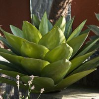 Ganzjährig grüne Deko Agave aus Eisen - Kiah / S Ganzjährig grüne Deko Agave aus Eisen - Kiah / S von Gartentraum.de
