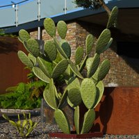 Grüne XXL Kaktus Figur aus Eisen für Standmontage - Vuyo von Gartentraum.de