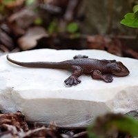 Kleine Salamander Gartenfigur aus Bronzeguss auf Stein - Salamander Lio von Gartentraum.de