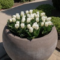 Runder Blumentopf XXL für den Garten - 2er Set - als Sonderanfertigung - Torena Runder Blumentopf XXL für den Garten - 2er Set - als Sonderanfertigung - Torena von Gartentraum.de