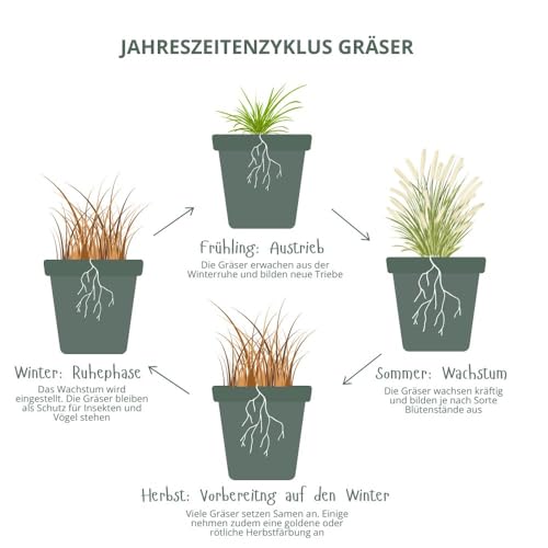 Molinia, Moorgräser, Heidebraut, Ziergras, aufrecht, pflegeleicht, winterhart, Gartenpflanze, dekorativ, Staudenpflanze Molinia, Moorgräser, Heidebraut, Ziergras, aufrecht, pflegeleicht, winterhart, Gartenpflanze, dekorativ, Staudenpflanze von Gartenwelten