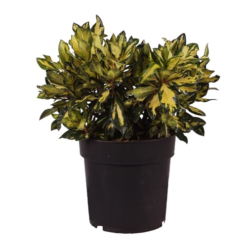 Rhododendron 'Blattgold', Zierstrauch, immergrün, Gartenpflanze, Laubstrauch, pflegeleicht, Blattschmuck, gelbes Laub, winterhart von Gartenwelten