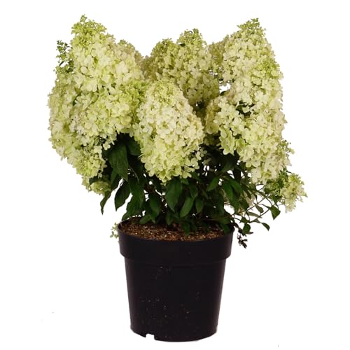 Rispen-Hortensie 'Magical Matterhorn', Hydrangea, Gartenpflanze, pflegeleicht, Blütenstrauch, weißblühend, winterhart, dekorative Pflanze von Gartenwelten