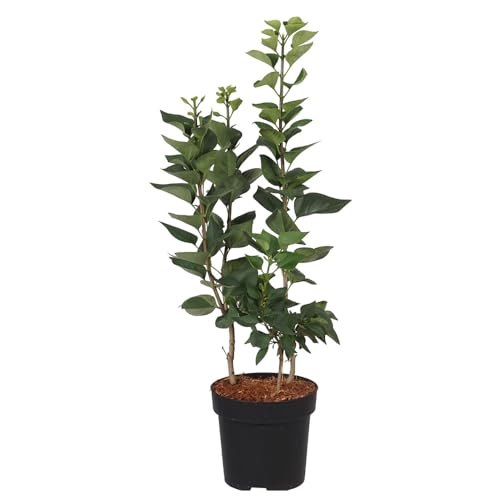 Syringa, Flieder, President Grevy, lila Blüten, Zierstrauch, Frühjahrsblüher, duftend, Gartenpflanze, pflegeleicht, winterhart, dekorativ Syringa, Flieder, President Grevy, lila Blüten, Zierstrauch, Frühjahrsblüher, duftend, Gartenpflanze, pflegeleicht, winterhart, dekorativ von Gartenwelten