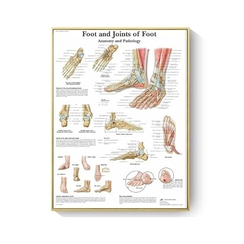 1 STÜCK Menschliche Anatomie Muskeln System Kunst Poster Drucken Körper Karte Leinwand Wandbilder for Wissenschaft Medizin Schlafzimmer Büro Dekor Malerei ( Color : A11 , Size : No Frame 40x50cm ) von GatherTOOL