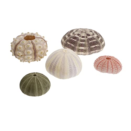 Gatuida 5Stücke Seeigel Schalen Dekoration für Aquarien Fischtank und Wohnaccessoires Hochwertige Urchin Shells für Lebendige Aquarienlandschaften und Kreative Handwerksprojekte von Gatuida