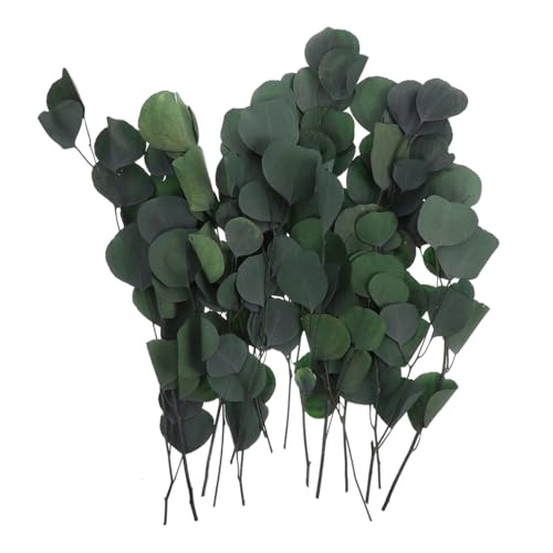 Gatuida Langlebige Getrocknete Eukalyptuszweige Realistisch Grüne Deko für Hochzeiten Tisch Wohnraumdekoration Pflegeleicht ohne Wasser Natürliche für Besondere Anlässe Gatuida Langlebige Getrocknete Eukalyptuszweige Realistisch Grüne Deko für Hochzeiten Tisch Wohnraumdekoration Pflegeleicht ohne Wasser Natürliche für Besondere Anlässe von Gatuida