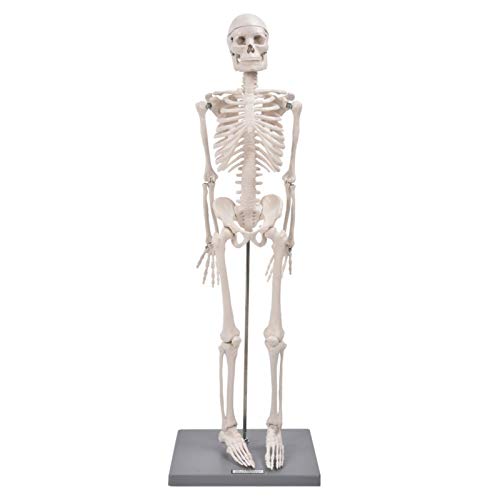 Lehr-Skelett-Modell, flexible Arme und Beine 85 cm menschliches Muskel-Skelett-Modell zur Anzeige und zum Studium für den Schulunterricht von Gatuxe