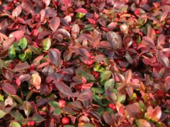Rote Teppichbeere, 10-20 cm, Gaultheria procumbens, Topfware von Gaultheria procumbens